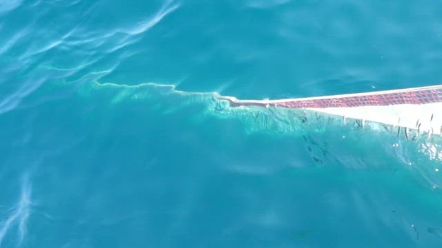 School of fish being caught in a net over clear blue sea
