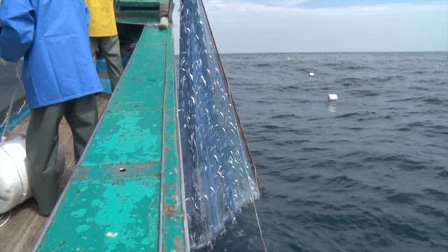 Pulling up a net full of fish on a fishing boat