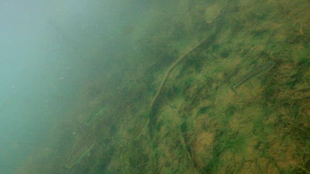 Underwater View of Fish Swimming Amongst Aquatic Plants