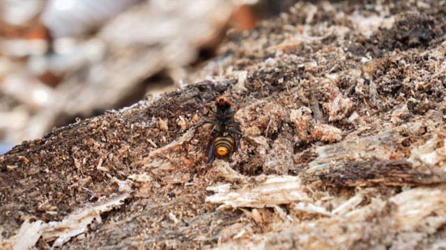 Collecting the carcass of a hornet buried in the soil in a plastic bag