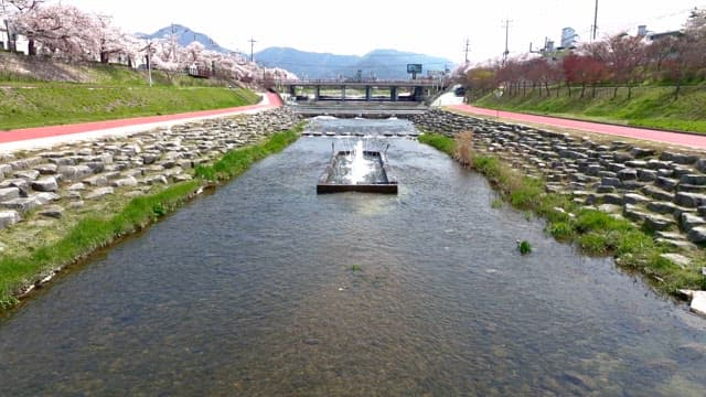 Cherry blossoms along a riverside path