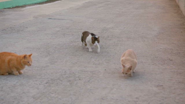 Cats fighting on a quiet street