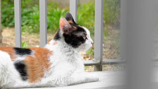 Back view of a calico cat looking through the metal railings of a garden
