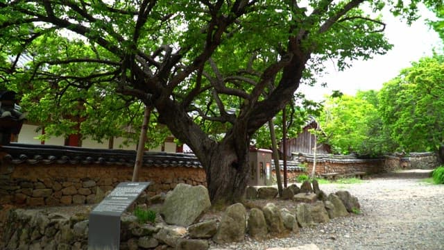 Large, leafy tree in a traditional Hanok village