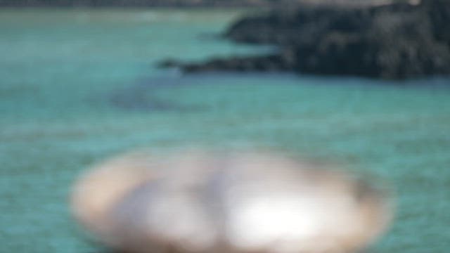 Fresh corvina  in a woven basket by the seaside