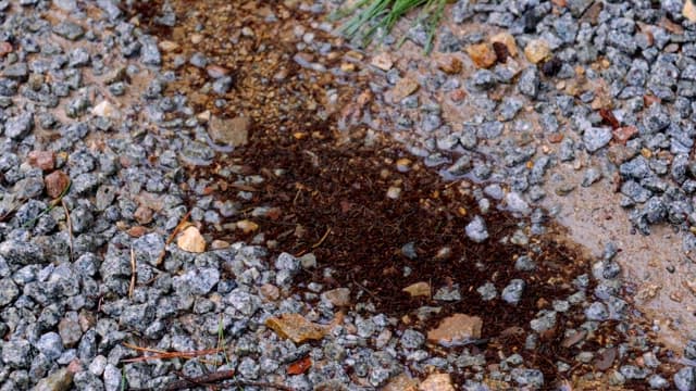 Wet gravel and soil with scattered grass