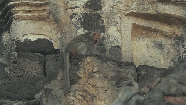 Monkeys Playing on a Stone Structure in Ancient Temple