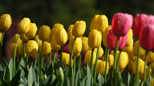 Colorful Tulips with Morning Dew Drops