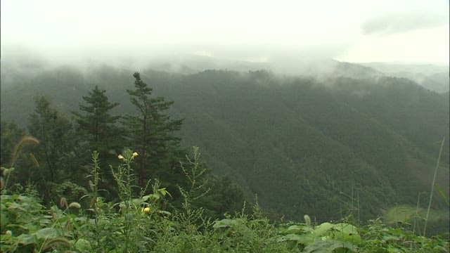 Misty Mountains with Lush Green Foliage