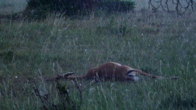 Motionless Antelope in Grassland