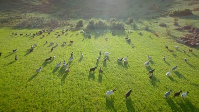 Flock of goats grazing on a sunny green pasture
