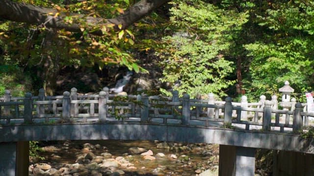Stone Bridge in a Dense Forest