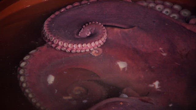 Octopus Soaked in a Rubber Basin