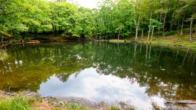 Tranquil Dorongi Pond surrounded by dense forest