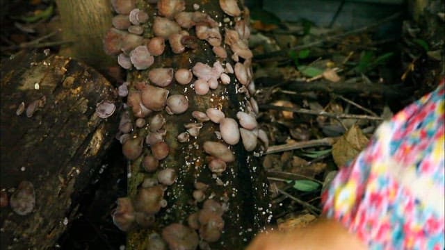 Picking mushrooms on trees in the forest