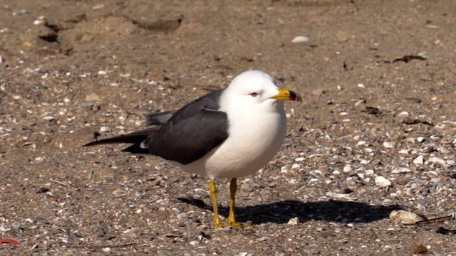 Seagull standing on a sandy beach with scattered seashells