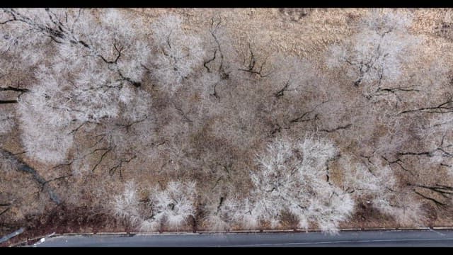 Snow-covered desolate forest full of leafless winter bare trees