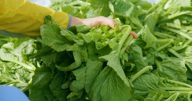 Fresh Lettuce Harvested from the Field