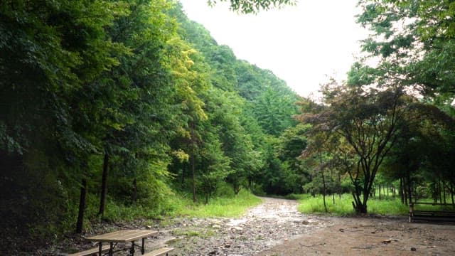 Quiet forest path with benches
