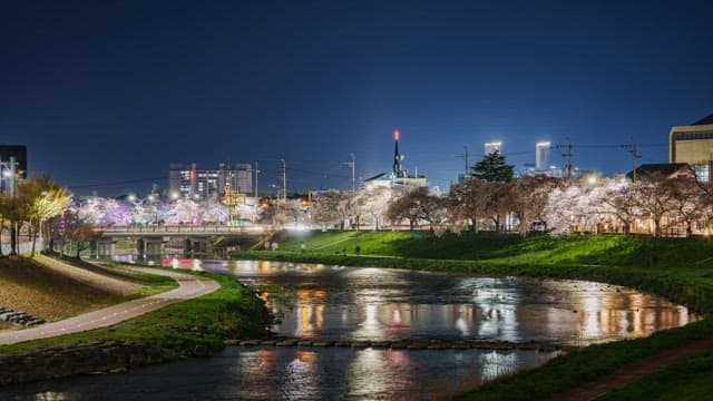 Night view of a city with cherry blossoms