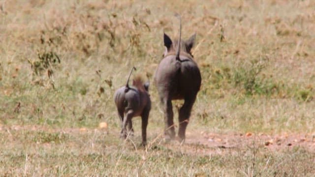 Warthogs Running Through the Savannah