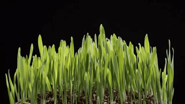 Barley sprouts sprouting from the soil