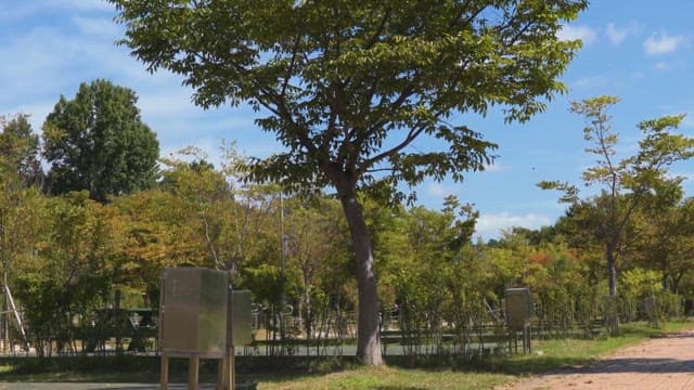 Peaceful Park with Path and Green Trees
