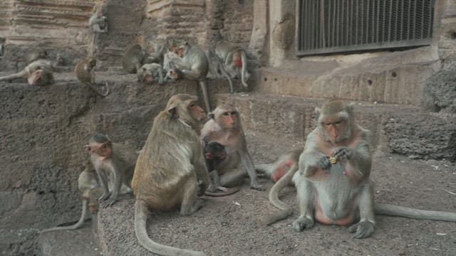 Monkeys Resting on a Stone Structure in Ancient Temple