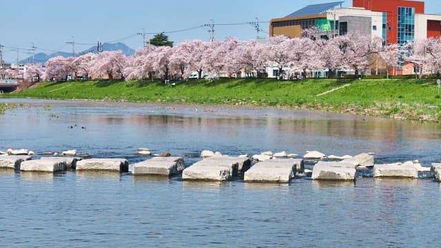 River with stepping stones and cherry blossoms