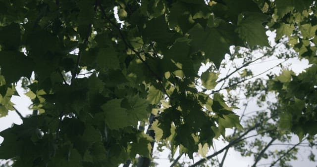 Sunlight Filtering Through Green Leaves