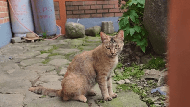 Cat wandering an urban alleyway with LPG tanks and stones