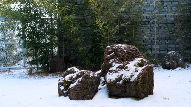 Snow-covered rocks in serene bamboo garden