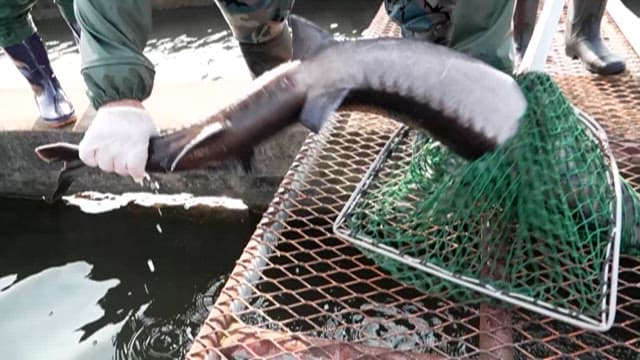 Sturgeon Caught in a Net from a Fish Farm