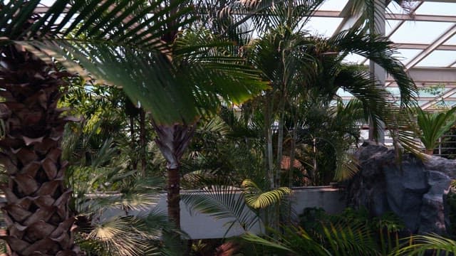Indoor botanical garden with lush palm trees and foliage