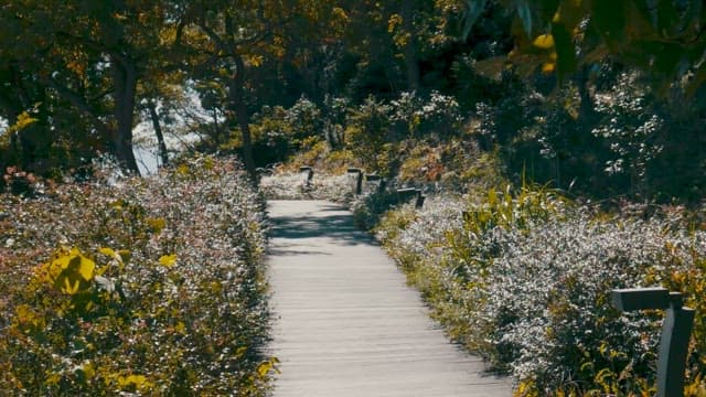 Serene Pathway Through Blossoming Garden