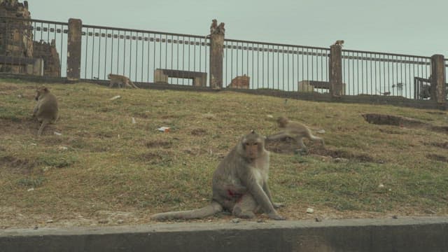 Injured Monkey Sitting on the Grass