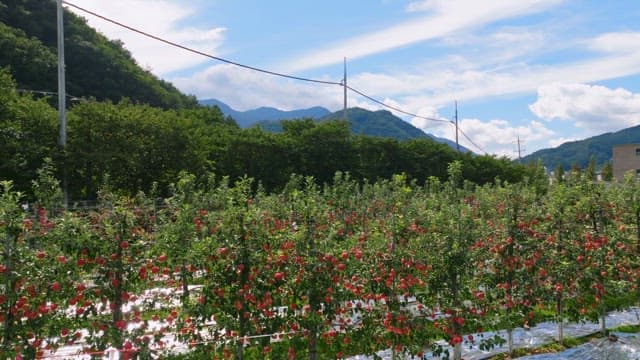 Apple orchard with mountains in the background