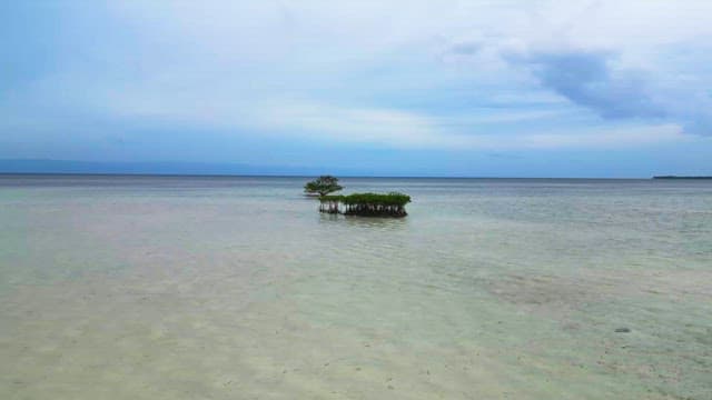 Small tree in a vast ocean