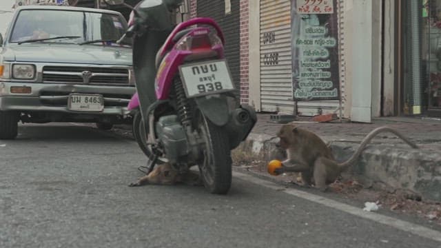 Monkeys Fighting for Feed