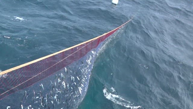 Net is used to pull fish from a fishing boat on the sea