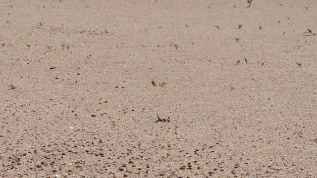 Sand with small patches of vegetation