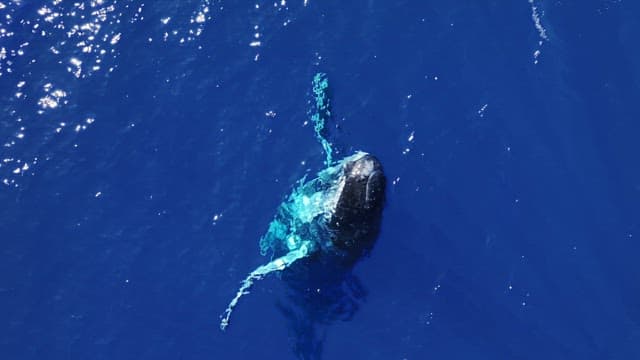 Giant humpback whale leaping out of the blue sea