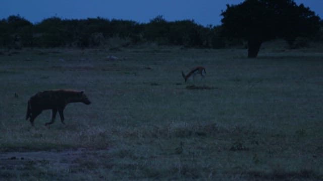 Hyena and Gazelle in the Twilight Savanna
