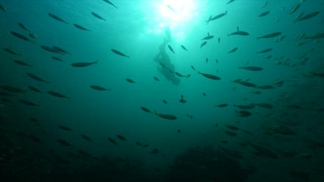 Female diver collecting seafood from the sea with many fish