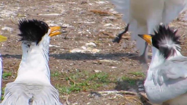 Terns and seagulls fighting over territory in their natural habitat
