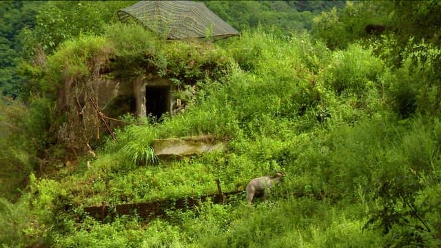 Deer walking through a lush green nature