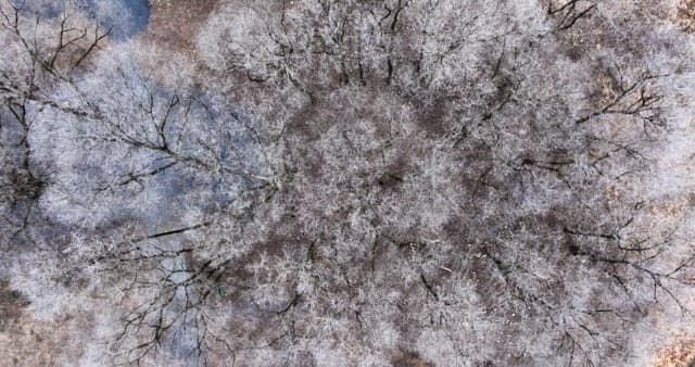 Snow-covered desolate forest full of leafless winter bare trees
