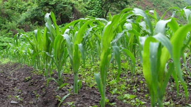 Green cornfield on a rainy day