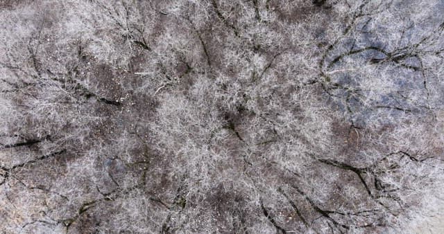 Snow-covered desolate forest full of leafless winter bare trees