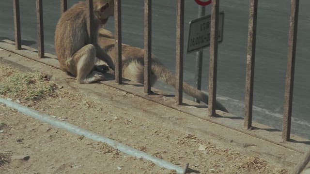 Monkeys Relaxing by Roadside Railings on a Sunny Day